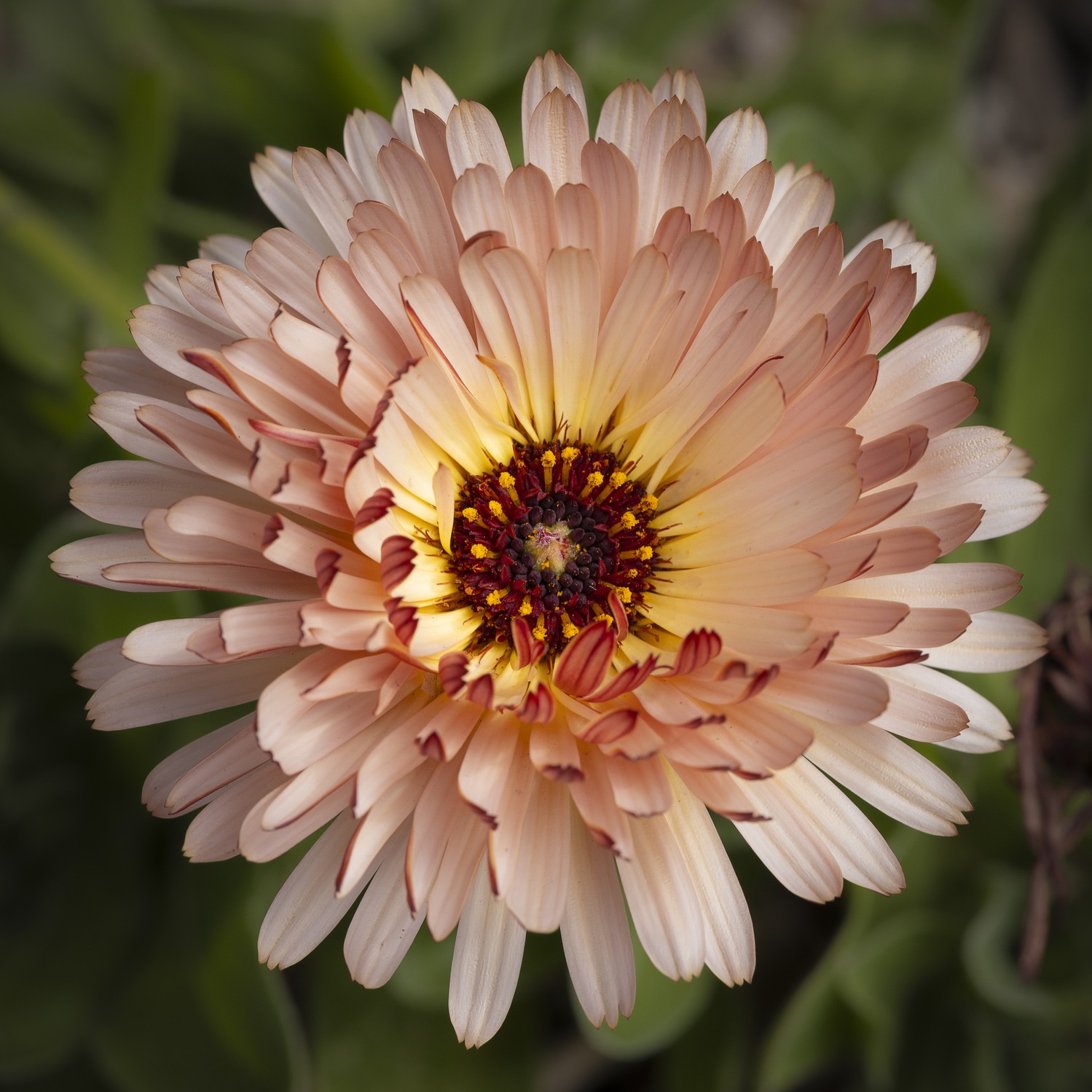 Calendula Sunset Buff