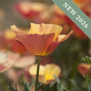 A close up image of a Thai Silk Apricot Chiffon California Poppy in a field of poppies with peach petals.