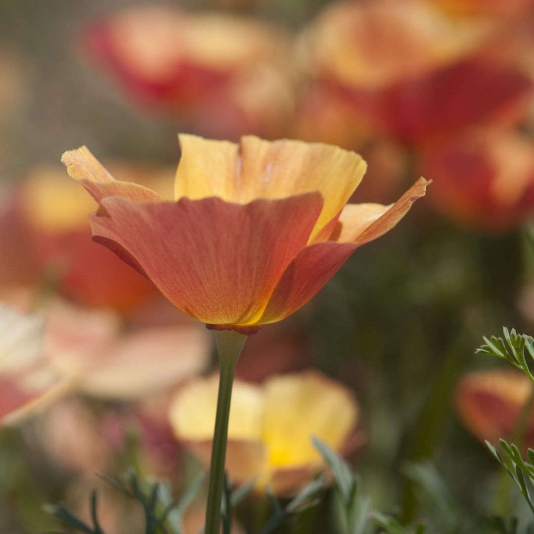 California Poppy Thai Silk Apricot Chiffon