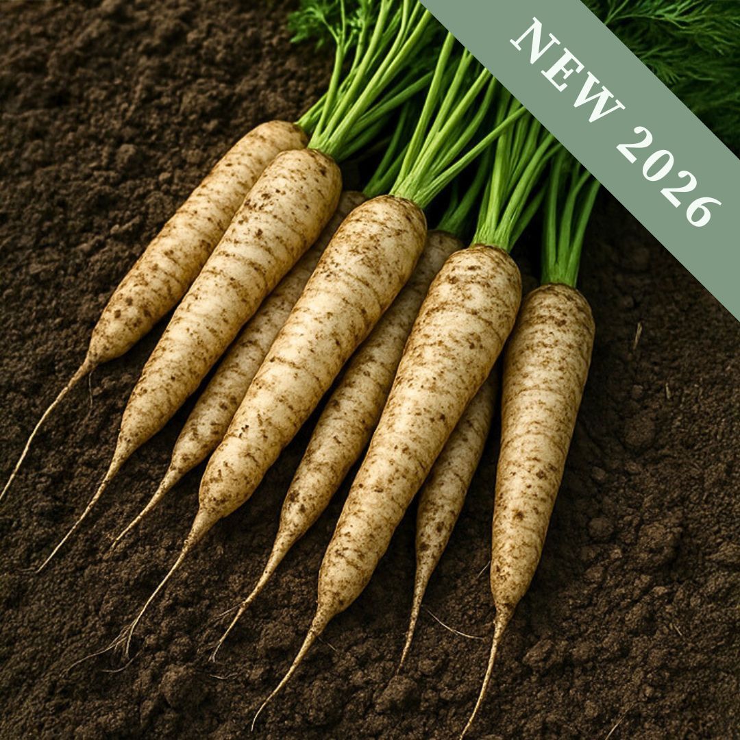A bunch of White Satin carrots freshly harvested on the soil with leaves.