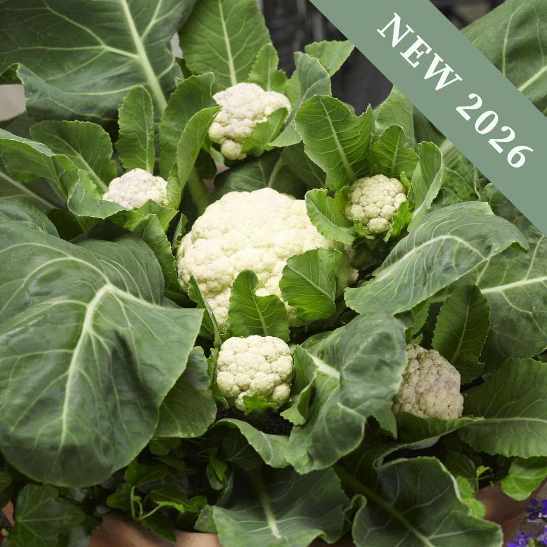 A multi-headed cauliflower growing with big green leaves.