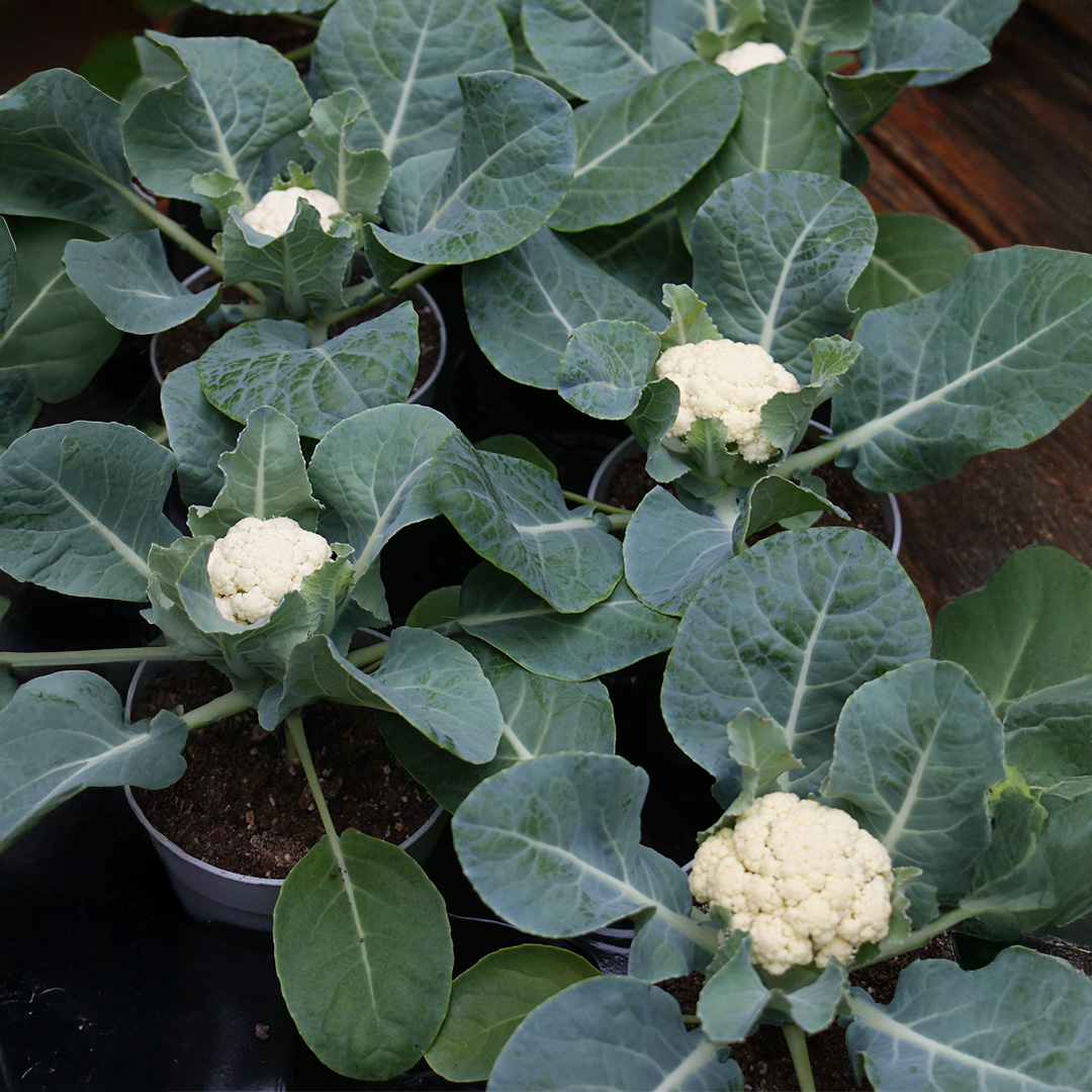 Cauliflower Multi-headed F1 - Image 2