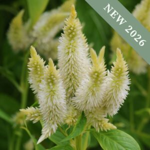 A close up image of a Celway White Celosia flower in bloom with green leaves.