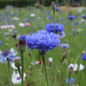 Cornflower Centaurea Cyanus Blue Boy