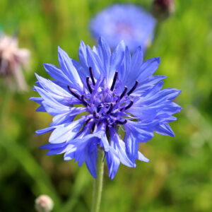 A close up image of a Blue Boy cornflower with blurred green grass background