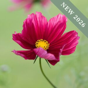 A close up macro image of a Cosmos Antiquity flower with deep pink striped petals on a green background.