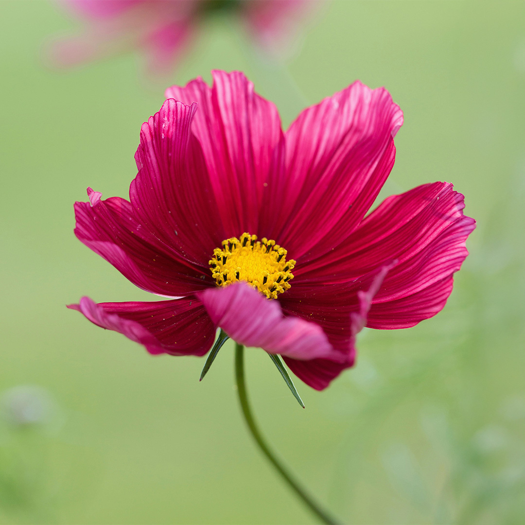 Cosmos Antiquity