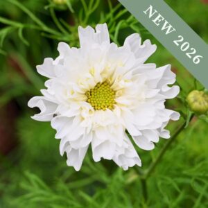 A close up image of a Double Click Snowpuff Cosmos flower with white frilly petals and a yellow centre.