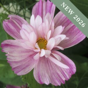 A close up macro image of a Cosmos Rosetta flower with delicately striped painted pink petals and a yellow centre.