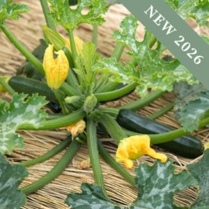 Midnight variety Courgette Zucchinis growing on the plant with yellow blossoms and green leaves.