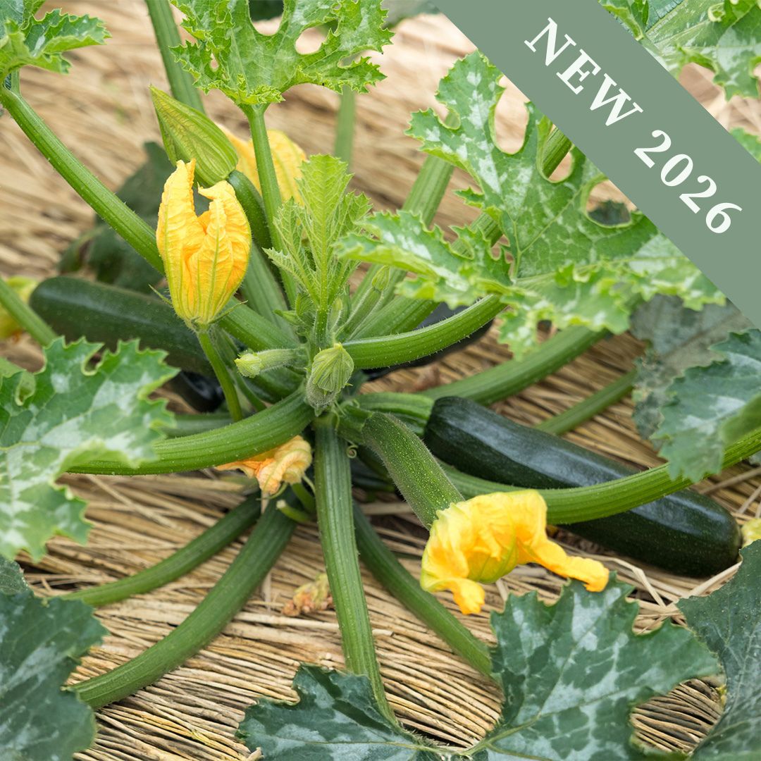 Midnight variety Courgette Zucchinis growing on the plant with yellow blossoms and green leaves.