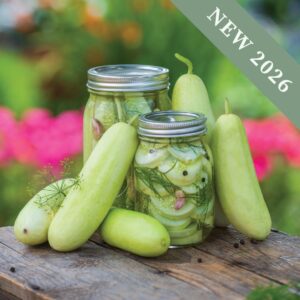 Jarred and pickled Honey Plus Cucumbers with pale green cucumber fruits around the containers on a wooden table in the garden.