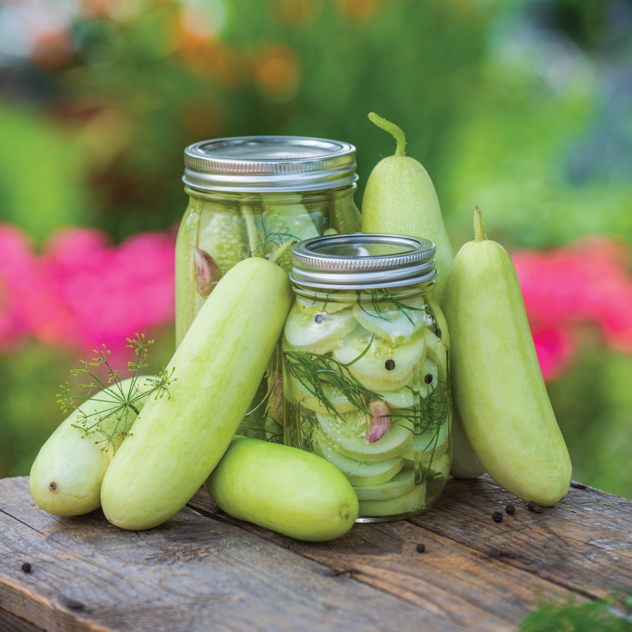 Cucumber Honey Plus F1