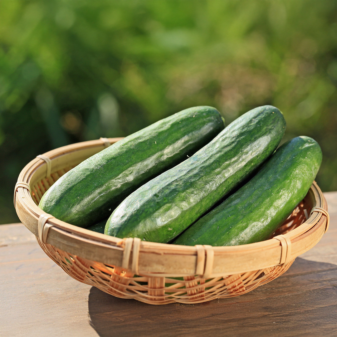 Cucumber Merlin F1