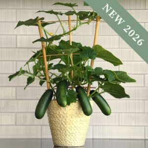 A Quick Snack Cucumber plant in a cream pot on a kitchen side with white tiles behind.