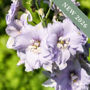 A close up image of Consolida Misty Lavender Delphinium flowers in a pale grey lilac colour.