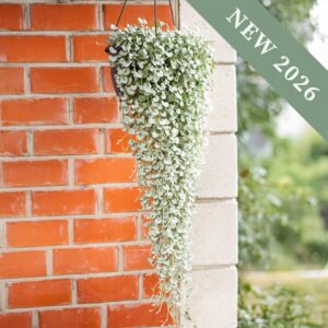 A hanging basket with long, trailing Dichondra Silver Surfer plant with dense foliage and a brick building behind.