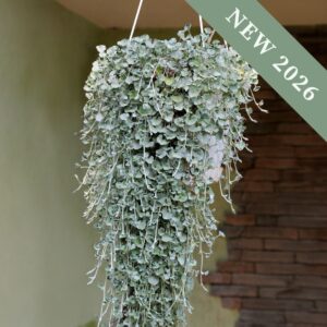 Dichondra - Silver Surfer