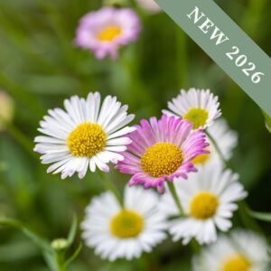 A close up macro image of Erigeron karvinskianus flowers with pink and white petals and a yellow centre.