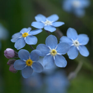 Forget-Me-Not (Myosotis alpestris) Blue