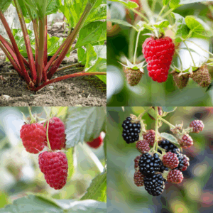 All-Season Fruit Collection