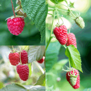 Raspberry All Season Collection