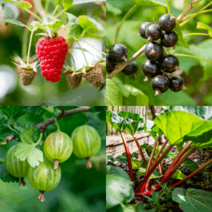 Compact Garden Collection