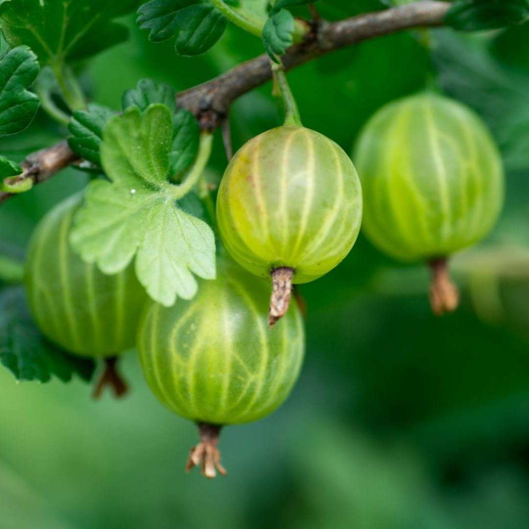 4 green striped gooseberries hanging from a branch with a blurred leafy backdrop