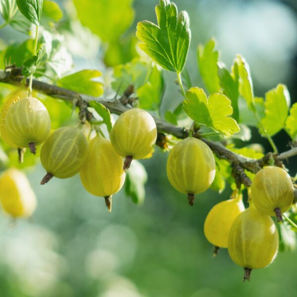 Gooseberry Invicta - Premier Seeds Direct
