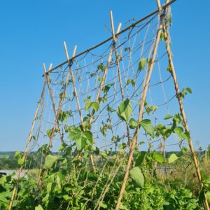 an A-shaped bamboo frame displaying squared netting over it and greenery growing up the net.