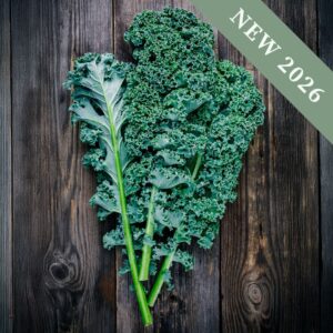 Freshly harvested Eden Kale leaves with tight curled edges in pale green on a wooden surface.