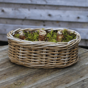 Large Amaryllis Oval Planter