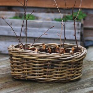 Large Paperwhites Oval Planter