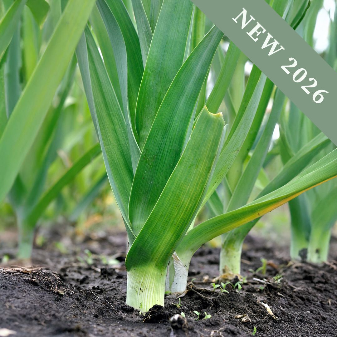 Norwich Leeks growing in the ground with green leaves and dirt.