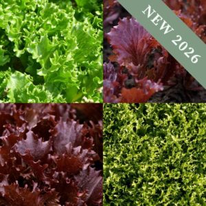A mix of crispy Lettuce varieties including Craackita, Crispita, Nadita, and Sulfita leaves in red and green.