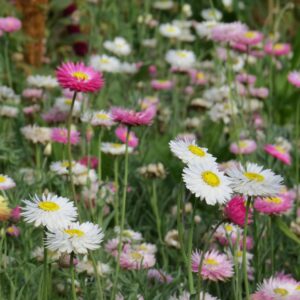 Pick and Dry Meadow Mix