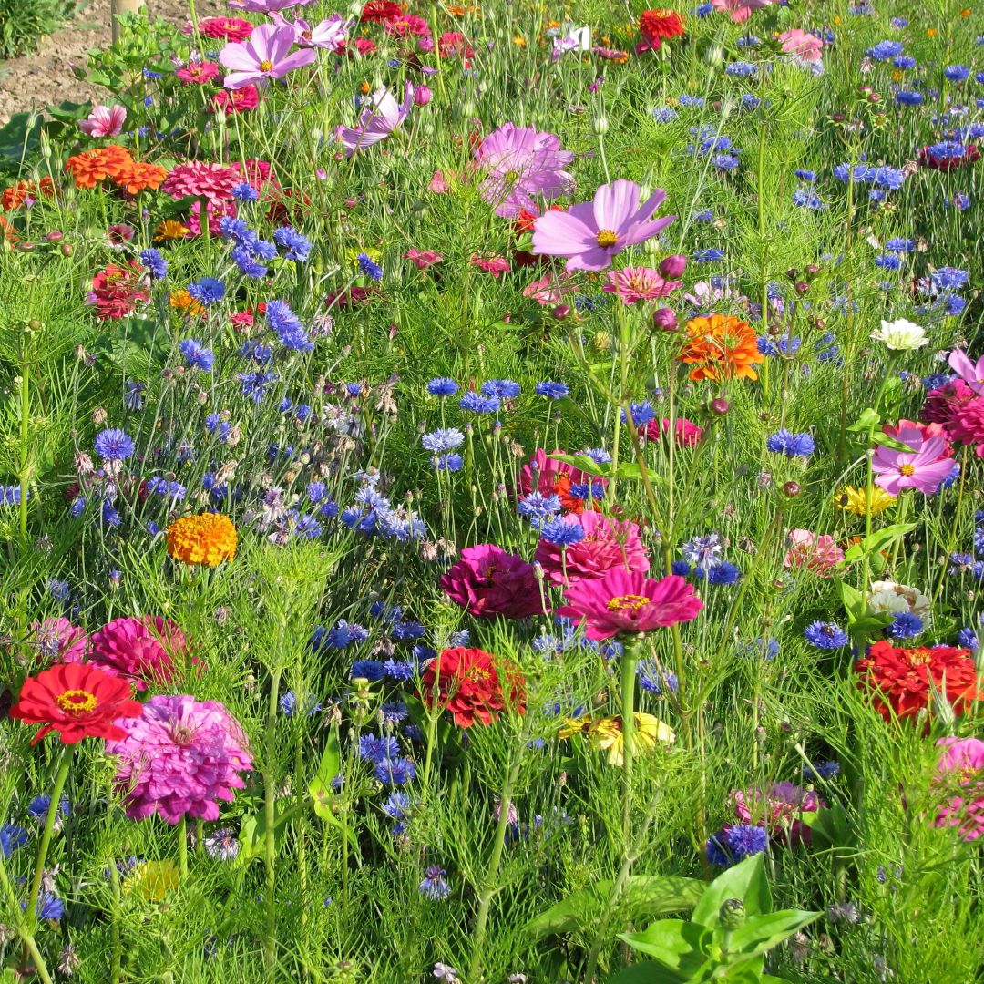 All Summer Cutting Meadow Mix - Image 2