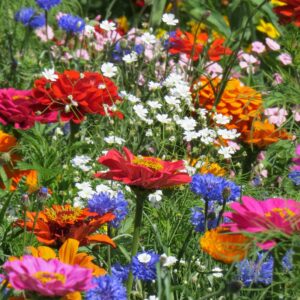 All Summer Cutting Meadow Mix
