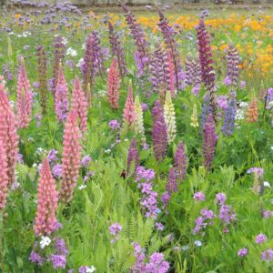 Perennial Flower Meadow Mix