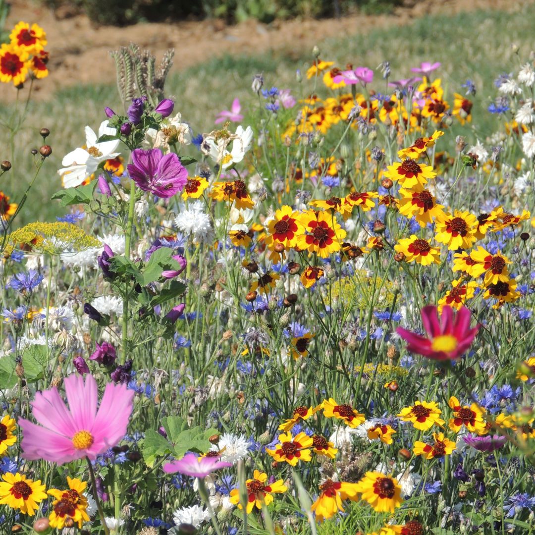 'Bee & Butterfly' Meadow Shaker - Image 2