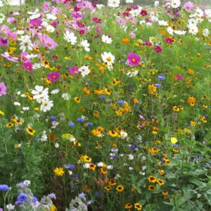 Bee & Butterfly Meadow Mix