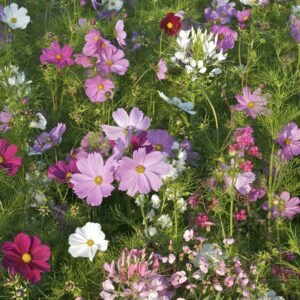 All the Cosmos Flower Meadow Mix
