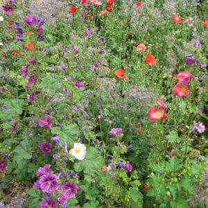 Shady Ground Meadow Mix