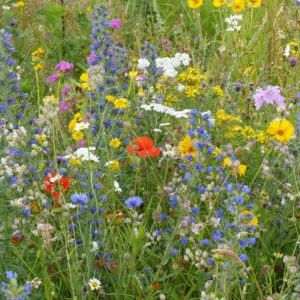 Wildflower Meadow Mix