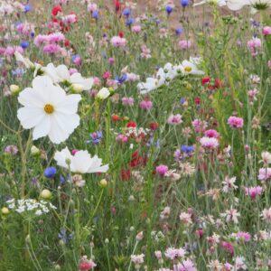 Pastel Carpet Meadow Mix