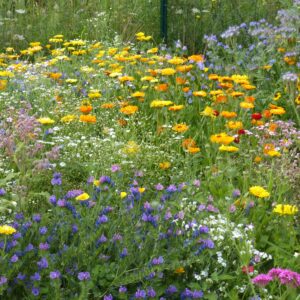 Dry Ground Meadow Mix