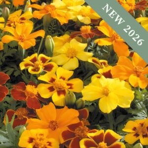 A selection of Marigold flowers in a Disco Mix in yellows, oranges, and reds.