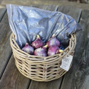 medium woven rattan basket with a clear bag of soil and five pink coloured bulbs inside.