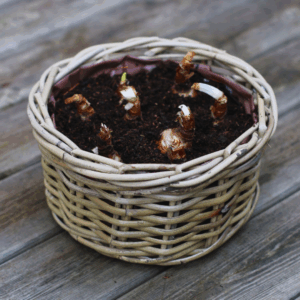 Medium Paperwhites Planter