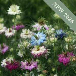 Nigella Persian Jewel Mix flowers in a variety of colours including blue, white, pink, and purple.